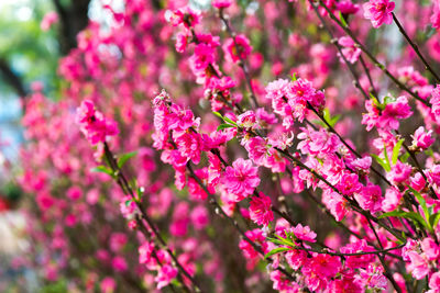 Close-up of pink flowers blooming on tree