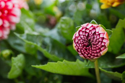 Close-up of pink flower blooming outdoors