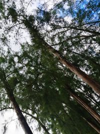 Low angle view of trees against sky