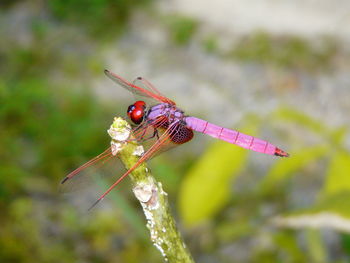 Close-up of damselfly on leaf