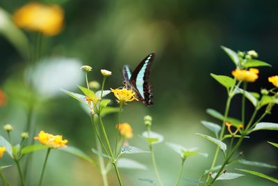 Close-up of butterfly pollinating on flower