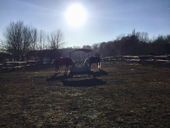 Horse cart on tree against sky