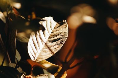 Close-up of leaf