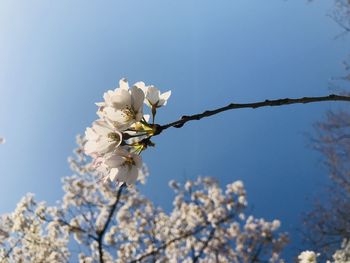 Close-up of cherry blossoms against sky