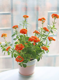 Close-up of potted plant on window sill