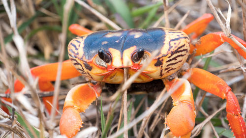 Close-up of crab on plant