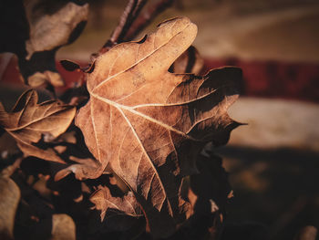 Close-up of dry maple leaves