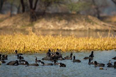 Ducks in a lake