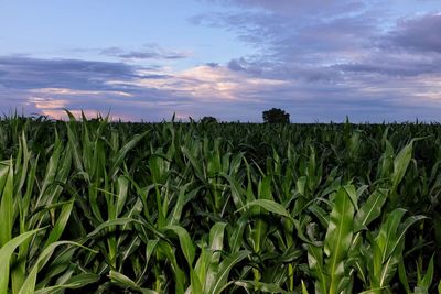 Crops growing on field against sky