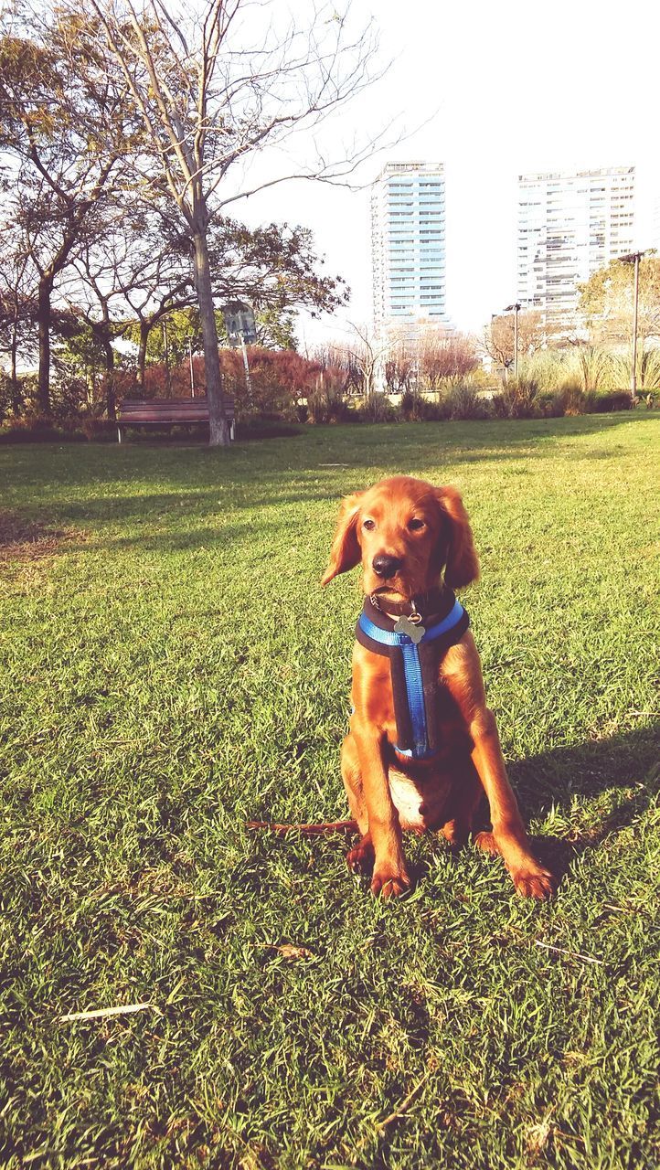 PORTRAIT OF DOG SITTING IN GRASS