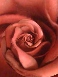 Close-up of pink rose