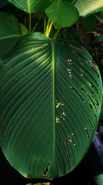 High angle view of leaves on plant