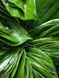 Full frame shot of green leaves