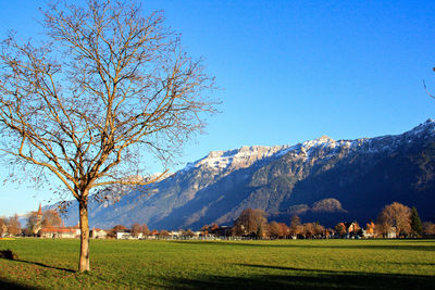 Scenic view of field against clear blue sky