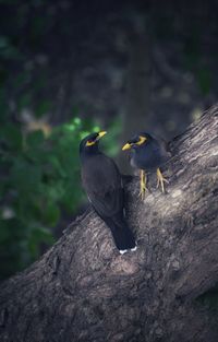 Close-up of birds perching on tree