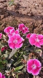 Close-up of pink flowers