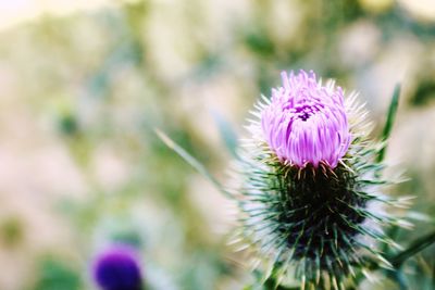 Close-up of purple thistle flower