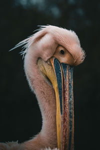 Close-up of pelican