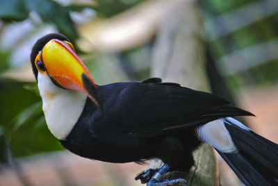 Close-up of toucan