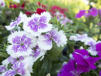 Close-up of purple flowering plants