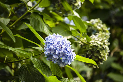 Close-up of purple flowering plant