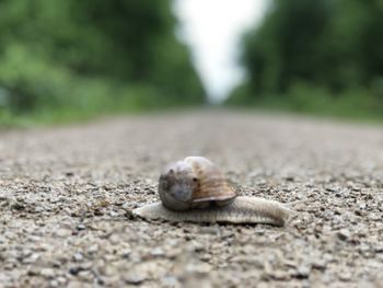 Close-up of snail on road