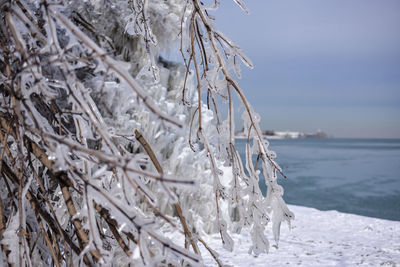 Close-up of frozen plant in sea against sky