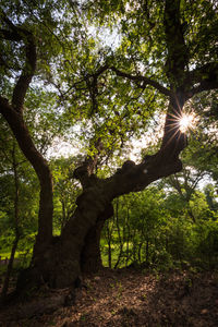 Sunlight streaming through trees in forest