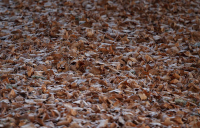 Full frame shot of dried leaves on land