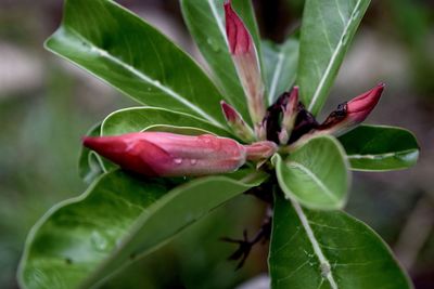 Close-up of red leaves on plant