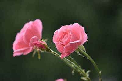 Close-up of fragrant pink rose flower