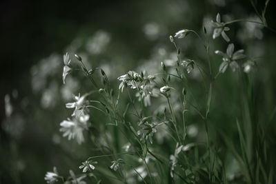 Close-up of flowering plants on field