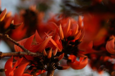 Close-up of red flowering plant