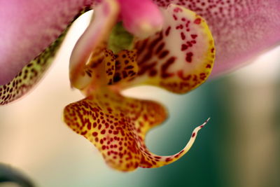 Close-up of flower head