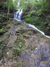 Scenic view of waterfall in forest