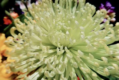 Close-up of white flowering plant