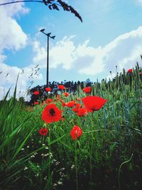 Red poppy flowers on field against sky