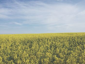 Scenic view of field against sky