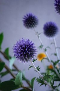 Close-up of flowers