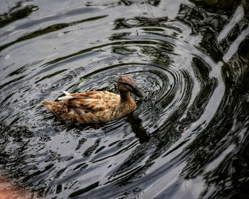 High angle view of duck swimming in lake