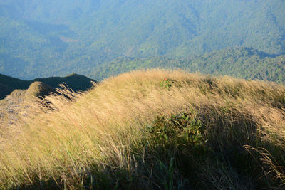 Plants growing on land