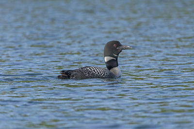 Duck swimming in lake