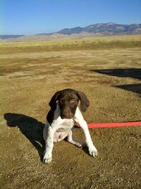 Dog on rock against sky