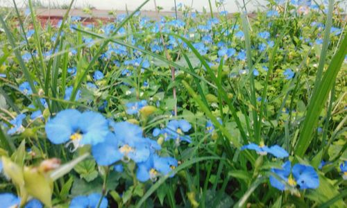 Close-up of blue crocus flowers blooming on field