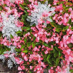 Close-up of pink flowering plants