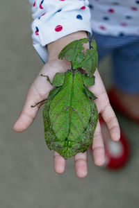 Cropped image of girl holding beetle