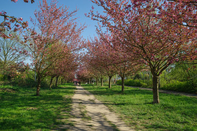 Footpath amidst trees and plants in park