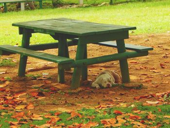 Dog sitting on field during autumn