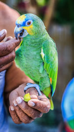 Midsection of person holding bird