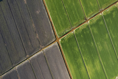 High angle view of leaves